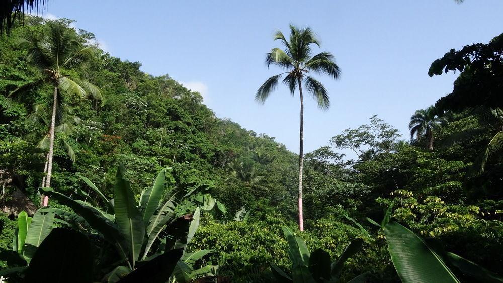 Dominican Tree House Village Santa Barbara De Samana Esterno foto